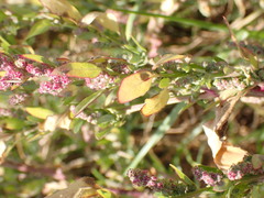 Chenopodium