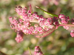 Chenopodium