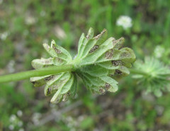 Peronospora lamii