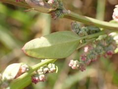 Chenopodium