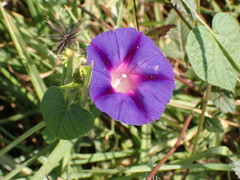 Ipomoea purpurea