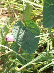 Ipomoea purpurea