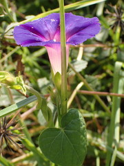 Ipomoea purpurea