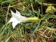Datura stramonium