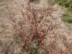 Persicaria lapathifolia