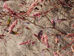 Persicaria lapathifolia