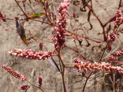Persicaria lapathifolia