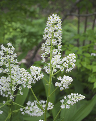 Veratrum stamineum micranthum