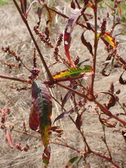 Persicaria lapathifolia
