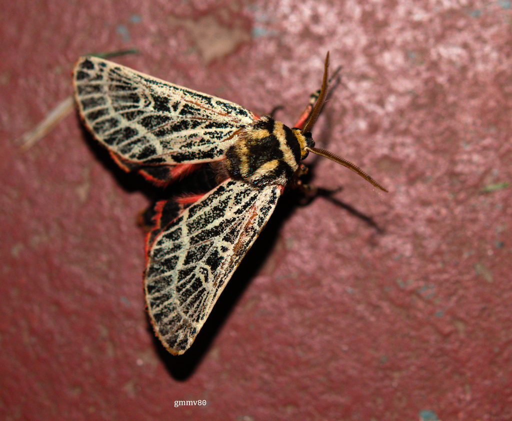 Chlanidophora