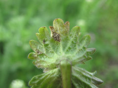 Peronospora lamii