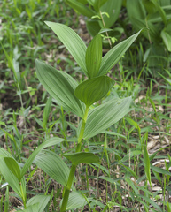 Veratrum stamineum micranthum