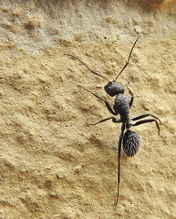Camponotus niveosetosus