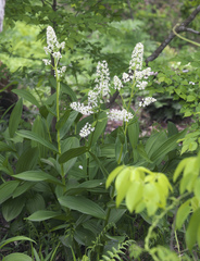 Veratrum stamineum micranthum