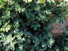 Lotus ornithopodioides