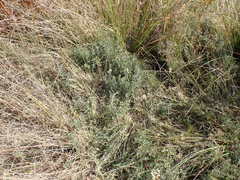 Helichrysum rugulosum