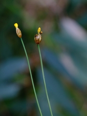 Xyris straminea