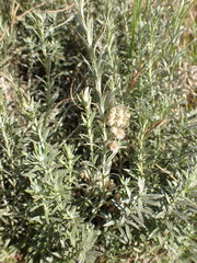 Helichrysum rugulosum