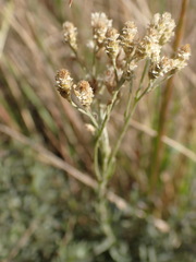 Helichrysum rugulosum