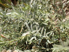 Helichrysum rugulosum