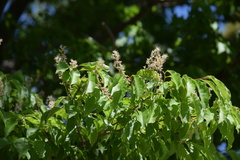 Prunus buergeriana