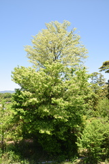 Prunus buergeriana