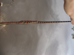 Helicops leopardinus