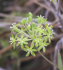 Smilax nipponica