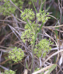 Smilax nipponica