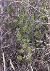 Smilax nipponica