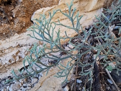 Limonium cordatum
