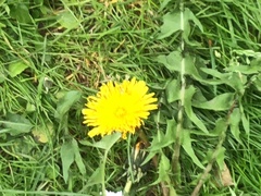 Taraxacum