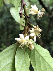 Actinidia rufa