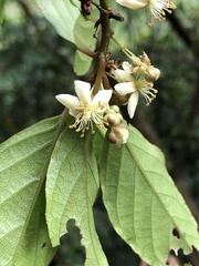Actinidia rufa