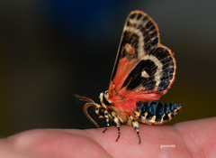 Chlanidophora albicancellata