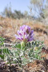 Astragalus succumbens