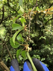 Actinidia rufa