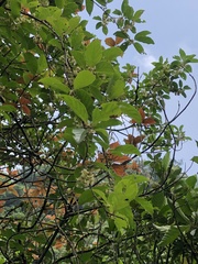 Actinidia rufa