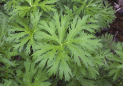 Ligularia japonica