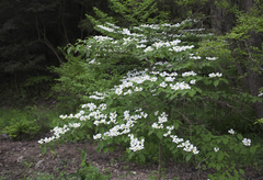 Viburnum plicatum