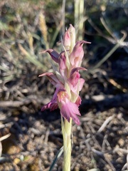 Anacamptis sancta