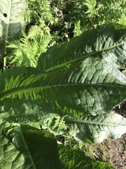 Rumex obtusifolius