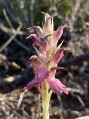 Anacamptis sancta