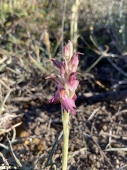 Anacamptis sancta