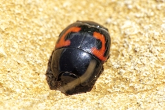 Hister quadrimaculatus
