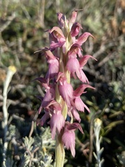 Anacamptis sancta