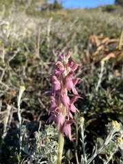 Anacamptis sancta