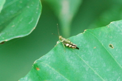 Apalacris varicornis