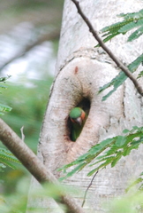 Psittacula longicauda