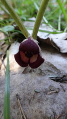 Asarum canadense
